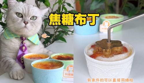 博主爆料料理猫王视频,博主爆料视频背后的美食传奇